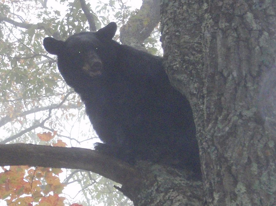 Bear October 2016