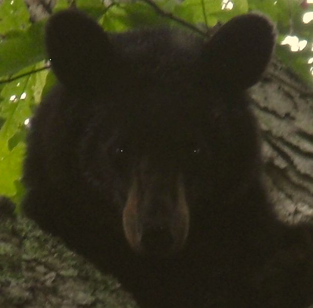 Bear September 2017
