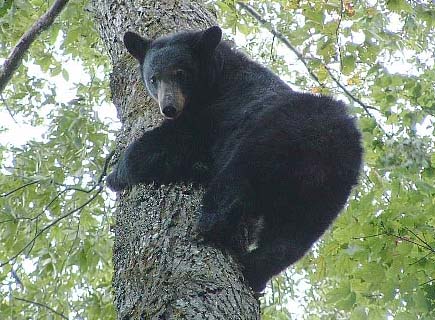 Sept 24 bear
