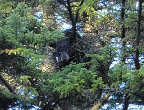 2008 Training Season Bear