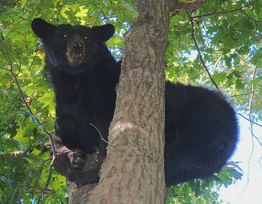 2004 Training Season Bear