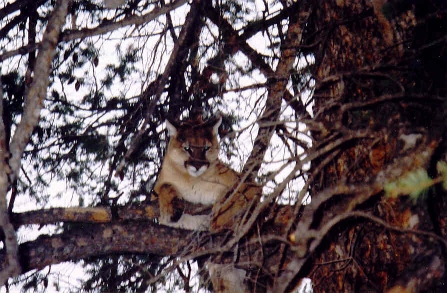 Cougar in tree