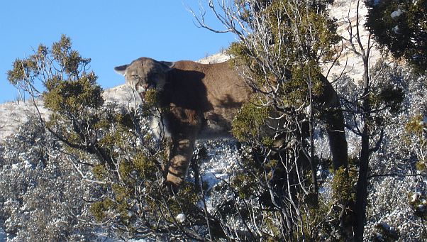 Craig Edwards Cougar