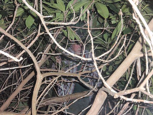 Laurel patch in September 2009