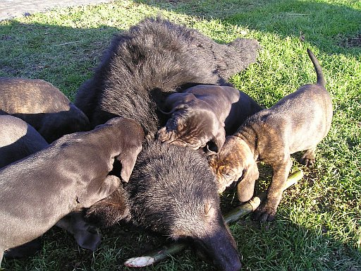 Bear and Pups