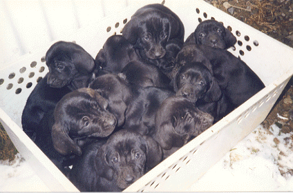 Basket full of trouble!