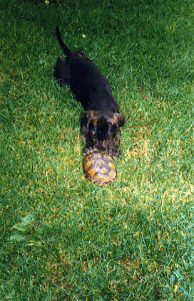 I know this thing had a head and legs a minute ago